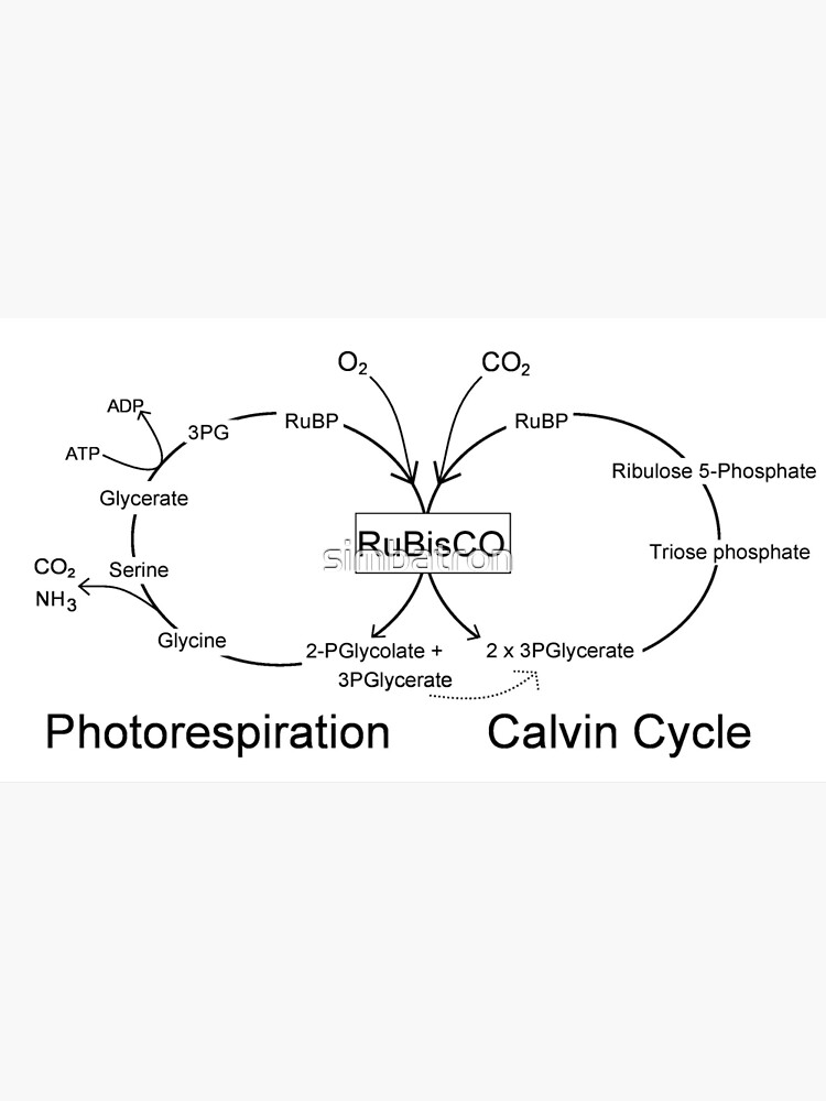 diagrama del ciclo de calvin en blanco