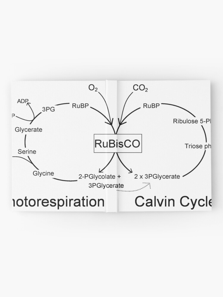 diagrama del ciclo de calvin en blanco