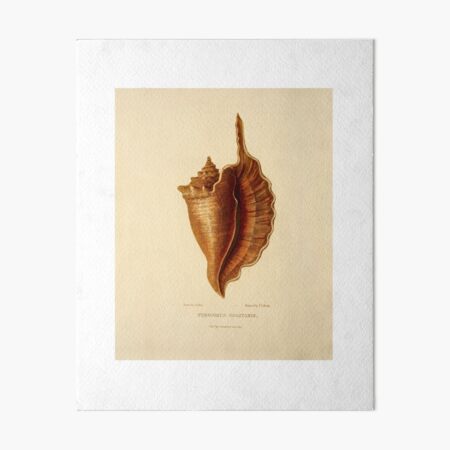 sea shell, seashell, Vintage Sea Shell Art Print, Sea Shell Decor