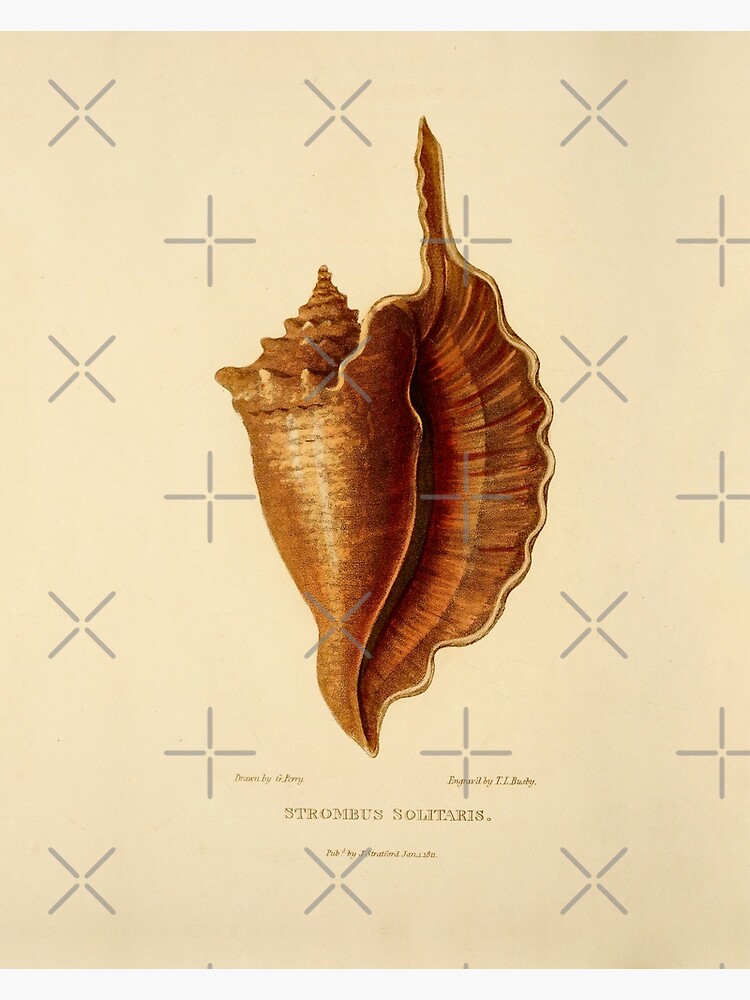 Carte De Vœux Coquillage Coquillage Impression D Art Vintage Sea Shell Sea Shell Decor Bulimus Phasianus Art Par Maxa0109 Redbubble