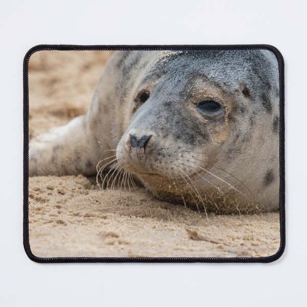 Item preview, Seal pup at Horsey Gap designed and sold by cdkphotos.