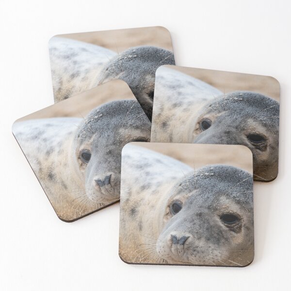 Item preview, Seal pup up close designed and sold by cdkphotos.