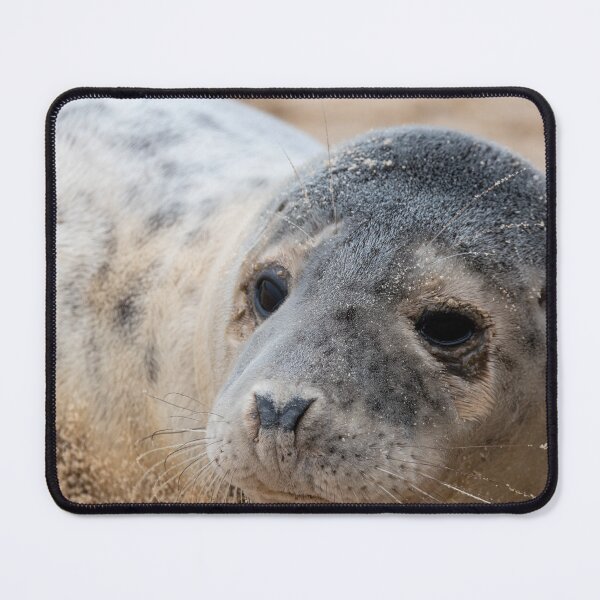 Item preview, Seal pup up close designed and sold by cdkphotos.