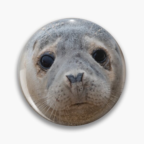 Item preview, Inquisitive seal pup designed and sold by cdkphotos.