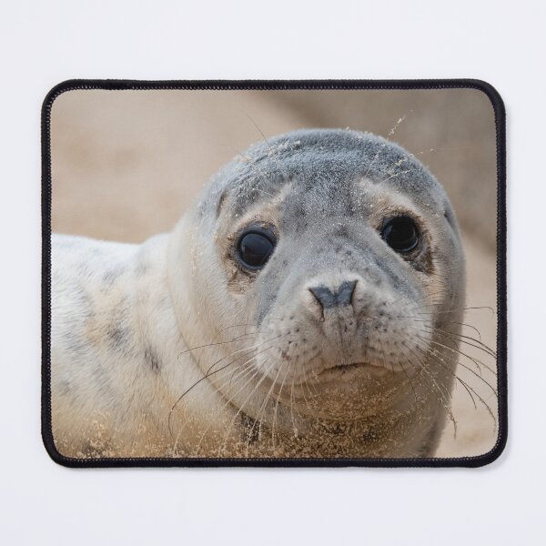 Item preview, Inquisitive seal pup designed and sold by cdkphotos.