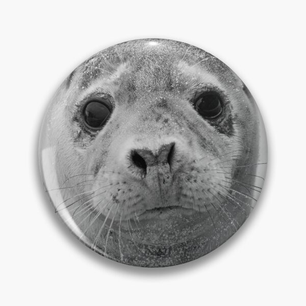 Item preview, Curious grey seal pup designed and sold by cdkphotos.