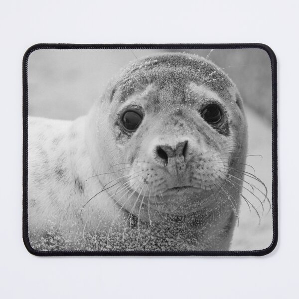 Item preview, Curious grey seal pup designed and sold by cdkphotos.