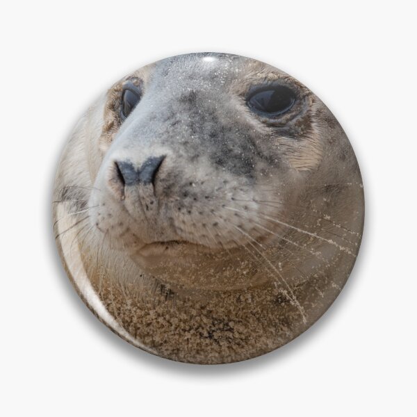 Item preview, Sitting seal pup designed and sold by cdkphotos.