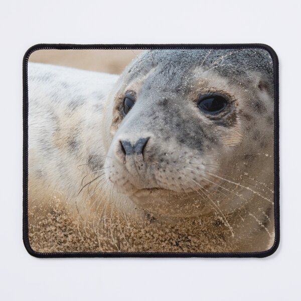 Item preview, Sitting seal pup designed and sold by cdkphotos.