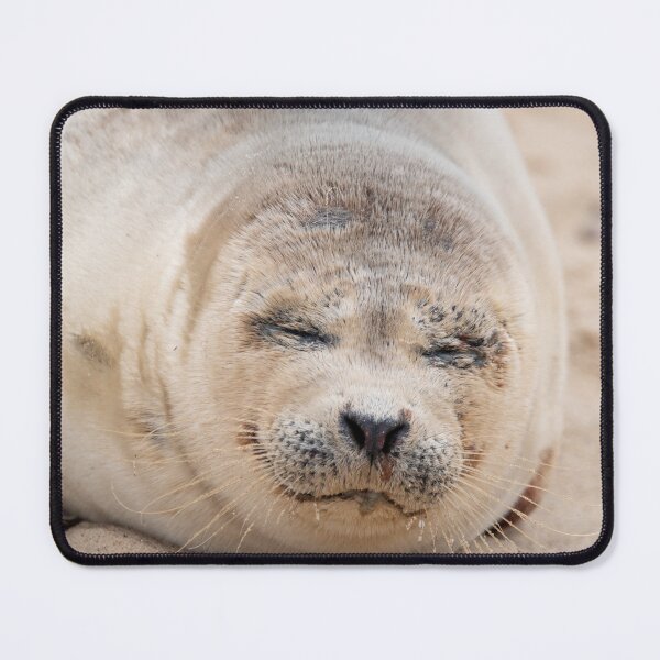 Item preview, Cute sleeping seal pup designed and sold by cdkphotos.
