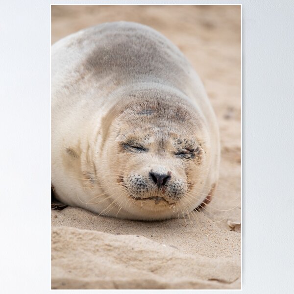 Item preview, Cute sleeping seal pup designed and sold by cdkphotos.