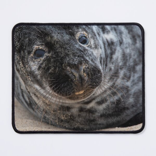 Item preview, Funny grey seal designed and sold by cdkphotos.