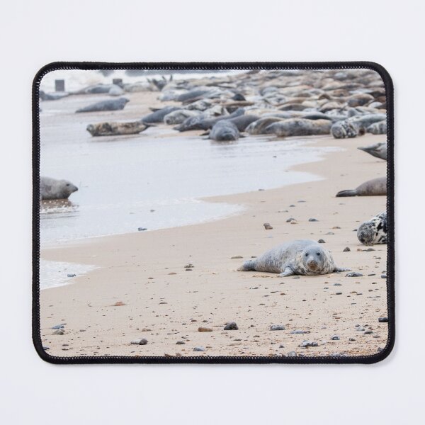 Item preview, Seals on Horsey Gap beach, Norfolk designed and sold by cdkphotos.