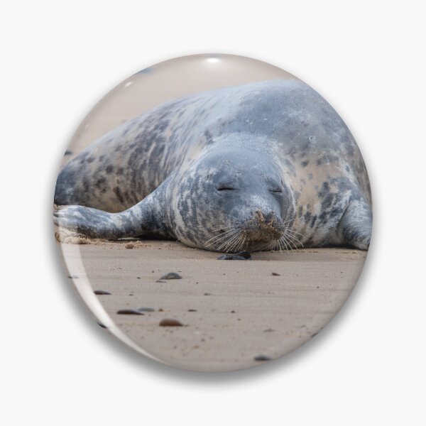 Item preview, Grey seal on the beach designed and sold by cdkphotos.