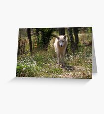 Hudson Bay Wolf Greeting Card