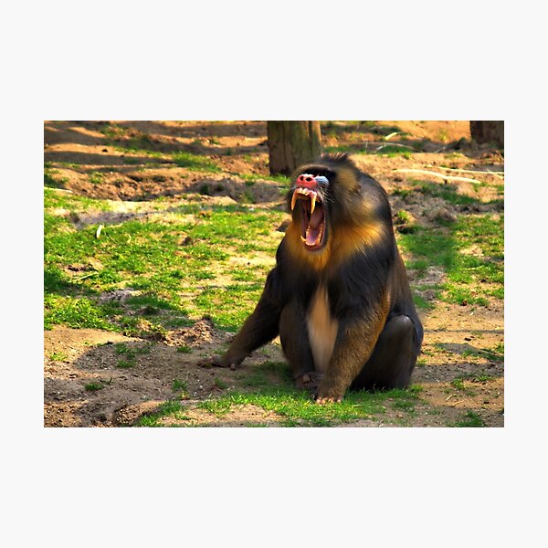 Item preview, A Boring Day - Mandrill designed and sold by Jo Nijenhuis.