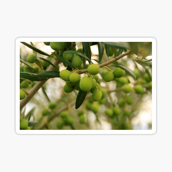 Item preview, Green Olives Branch designed and sold by Monika Howarth.