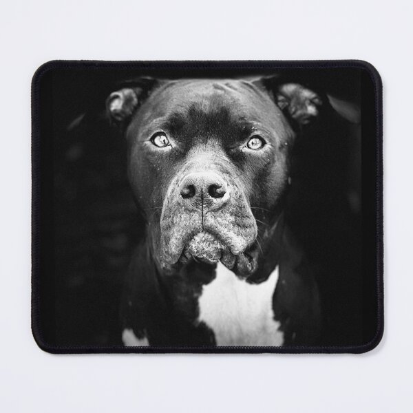 Item preview, Fearless Pitbull designed and sold by RobBev27.