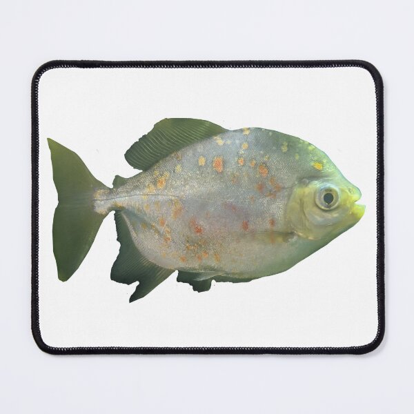Item preview, Green Fish with Specs Photograph designed and sold by shadowspeeder.
