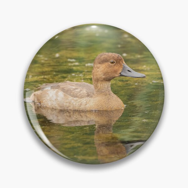 Item preview, Female Redheaded Duck 2016 designed and sold by Thomasyoung.