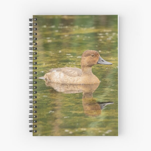 Item preview, Female Redheaded Duck 2016 designed and sold by Thomasyoung.