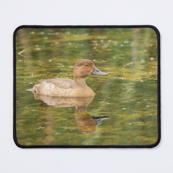 Item preview, Female Redheaded Duck 2016 designed and sold by Thomasyoung.