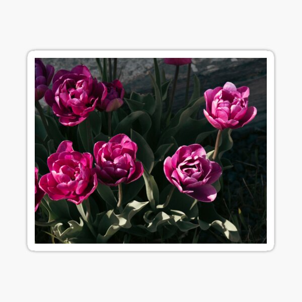 Purple Tulips Sticker