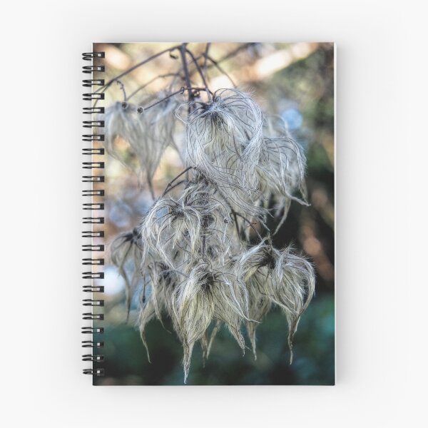 Item preview, Hairy Seed Pods......Lyme Dorset UK designed and sold by lynn carter.