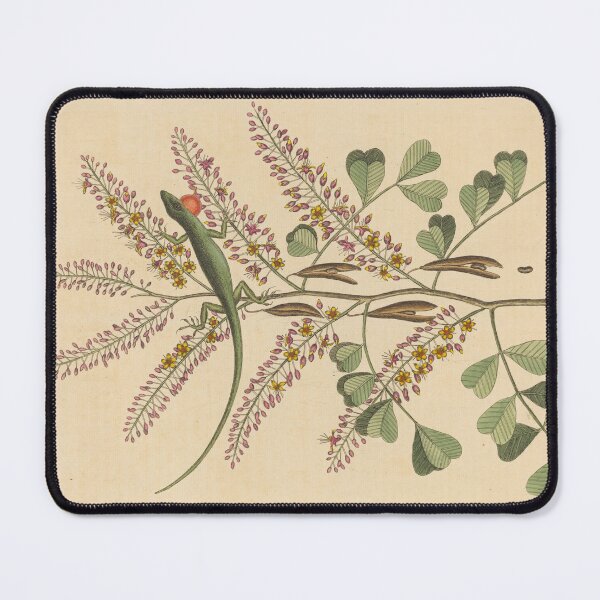 Item preview, The Green Lizard of Jamaica by Mark Catesby designed and sold by Amanda1775.