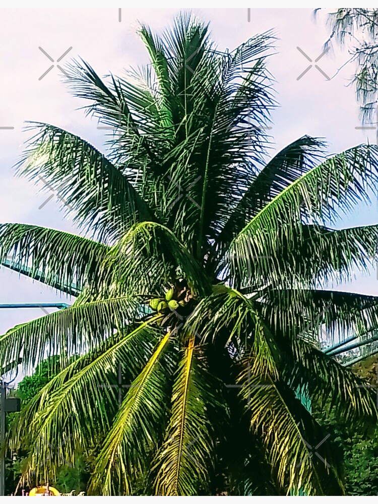 "GUAM, COCONUT TREE, FMG6966" Sticker for Sale by FMG6966 Redbubble