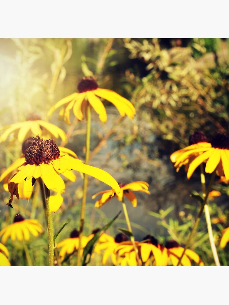 Sun-Drenched Flowers In Central Park by jessonajourney