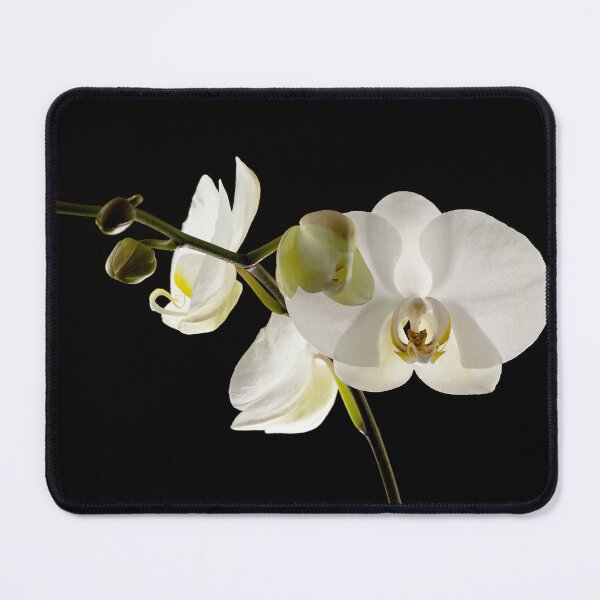 Item preview, Moth Orchid designed and sold by Peter Edwards.