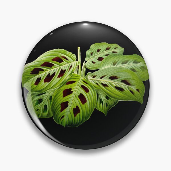 Item preview, Maranta leuconeura var. kerchoveana - Botanical illustration designed and sold by chimakingthings.