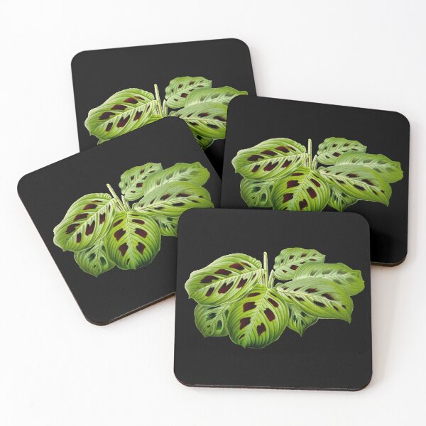 Item preview, Maranta leuconeura var. kerchoveana - Botanical illustration designed and sold by chimakingthings.