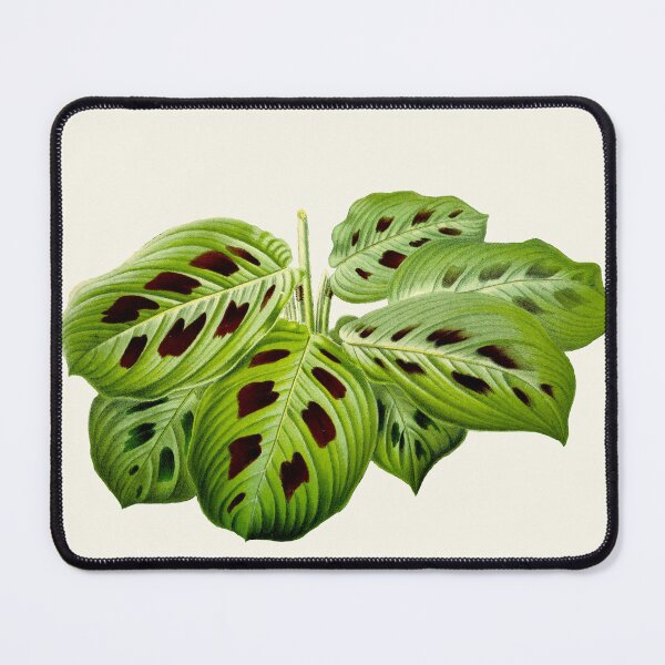 Item preview, Maranta leuconeura var. kerchoveana - Botanical illustration designed and sold by chimakingthings.