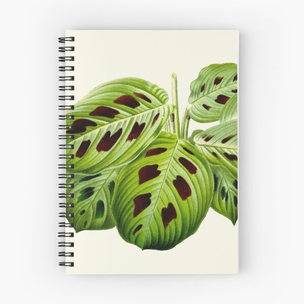 Item preview, Maranta leuconeura var. kerchoveana - Botanical illustration designed and sold by chimakingthings.
