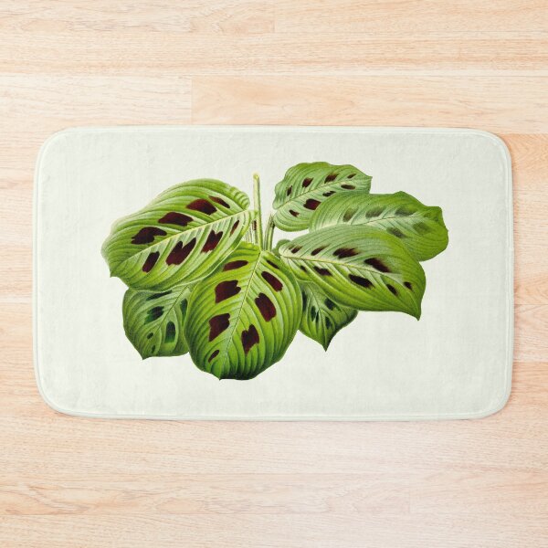Item preview, Maranta leuconeura var. kerchoveana - Botanical illustration designed and sold by chimakingthings.