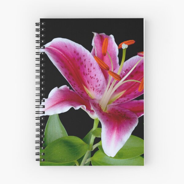 Item preview, Lilium designed and sold by Peter Edwards.