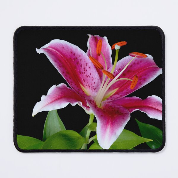 Item preview, Lilium designed and sold by Peter Edwards.