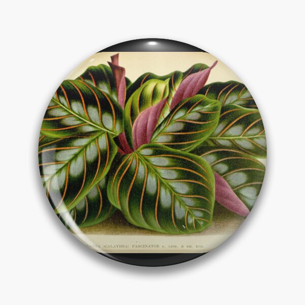 Item preview, Maranta leuconeura - Botanical illustration designed and sold by chimakingthings.