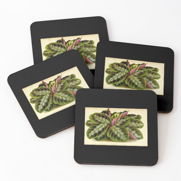 Item preview, Maranta leuconeura - Botanical illustration designed and sold by chimakingthings.
