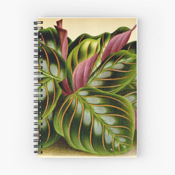 Item preview, Maranta leuconeura - Botanical illustration designed and sold by chimakingthings.