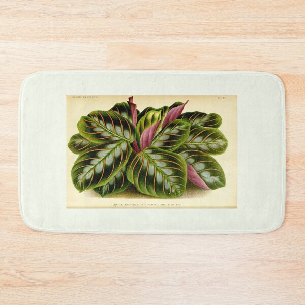 Item preview, Maranta leuconeura - Botanical illustration designed and sold by chimakingthings.
