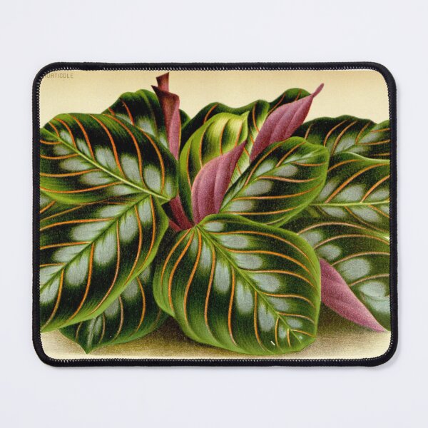 Item preview, Maranta leuconeura - Botanical illustration designed and sold by chimakingthings.