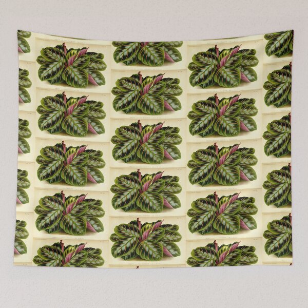 Item preview, Maranta leuconeura - Botanical illustration designed and sold by chimakingthings.