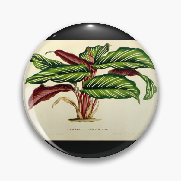 Item preview, Calathea ornata - Ilustración botánica designed and sold by chimakingthings.