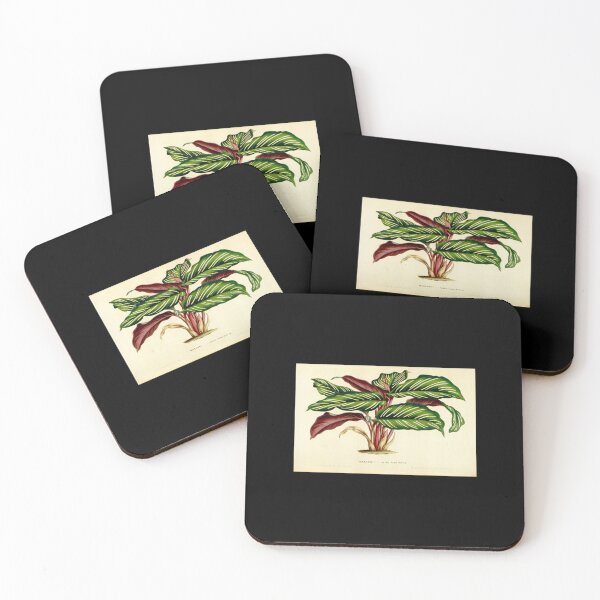 Item preview, Calathea ornata - Botanical illustration designed and sold by chimakingthings.