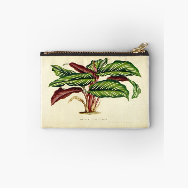 Item preview, Calathea ornata - Botanical illustration designed and sold by chimakingthings.