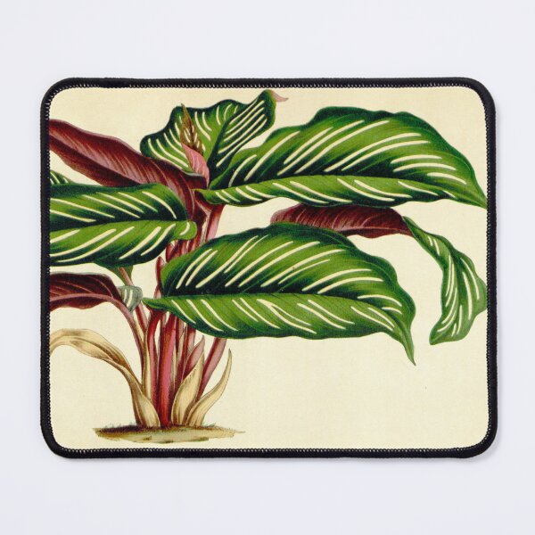 Item preview, Calathea ornata - Botanical illustration designed and sold by chimakingthings.