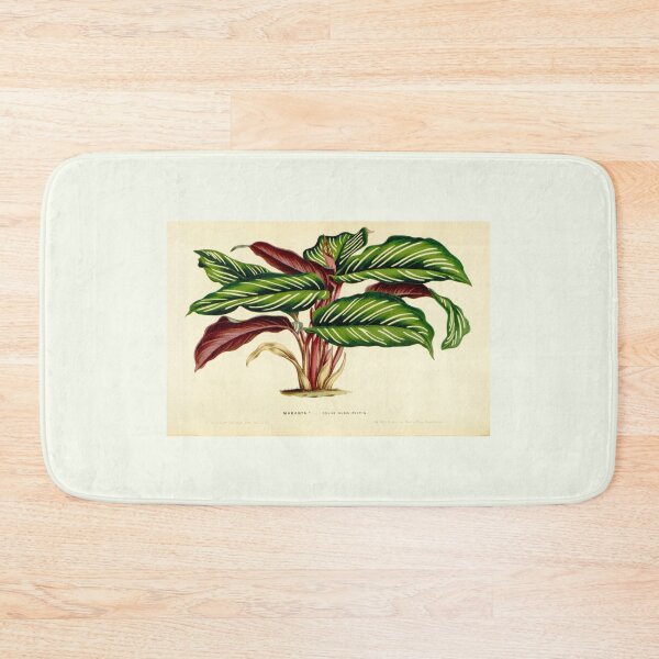 Item preview, Calathea ornata - Botanical illustration designed and sold by chimakingthings.